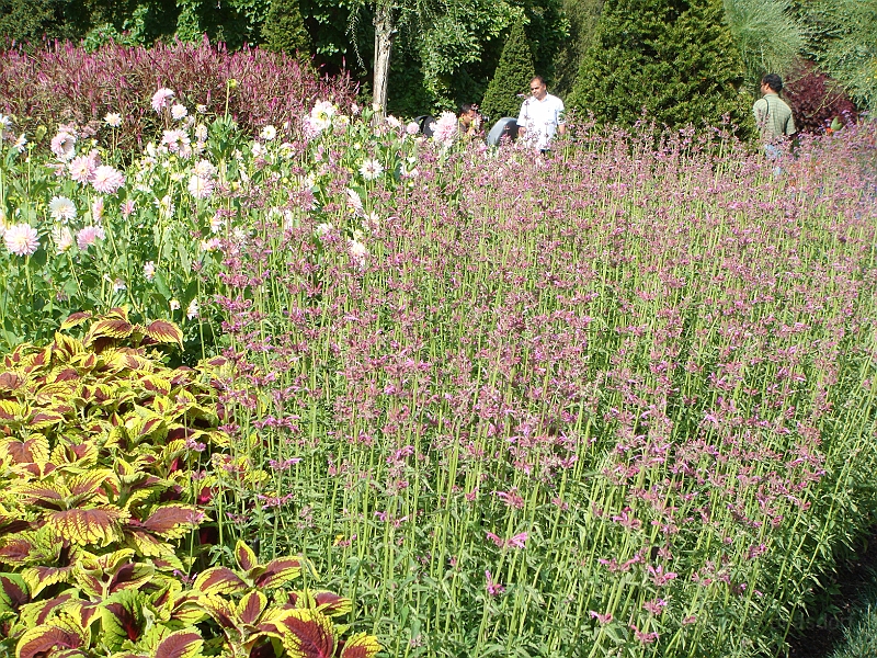 176 Longwood Gardens [2008 August 23].JPG - Longwood Gardens in Pennsylvania